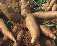 Moulin a manioc